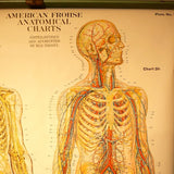 Human Anatomy Chart