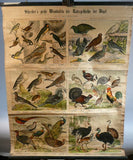 German Bird Chart