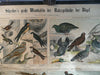 German Bird Chart