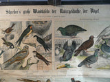 German Bird Chart