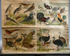 German Bird Chart