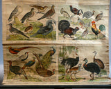 German Bird Chart