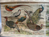 German Bird Chart
