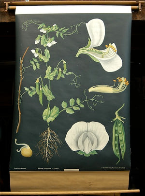 Garden Pea Botanical Pull Down Chart