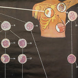 Function Of Blood Cells
