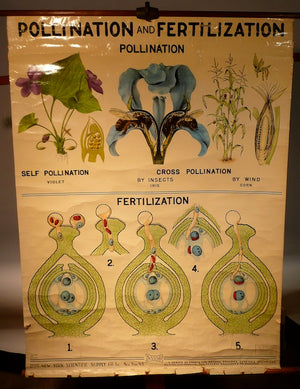 Pollination Fertilization