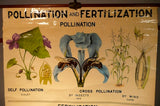 Pollination Fertilization