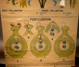 Pollination Fertilization