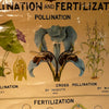 Pollination Fertilization