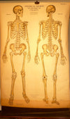 Human Skeleton Chart