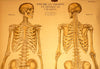 Human Skeleton Chart