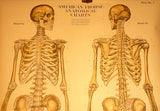 Human Skeleton Chart