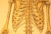 Human Skeleton Chart