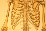 Human Skeleton Chart
