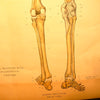 Human Skeleton Chart