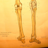 Human Skeleton Chart