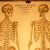 Human Skeleton Chart