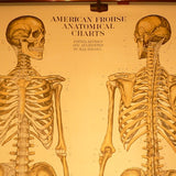 Human Skeleton Chart