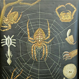 Garden Spider Chart